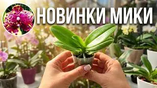 Новинки ОРХИДЕЙ от Miki, Profar 🤪 Как полить #орхидеи  подростков с разным дренажом?