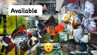 Important fish stock available baba fish aquarium kota