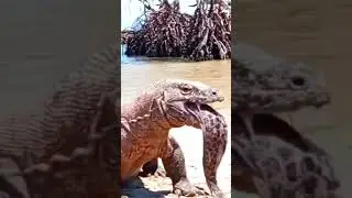 Комодский&nbsp;варан в деле