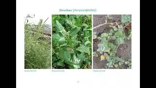 Ben Averis - Coastal Habitats of South-East and Central Scotland