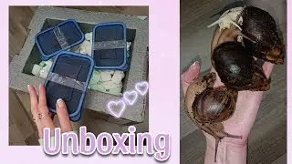 Archachatina Rhodostoma Benin Wildfarbend und Albino Unboxing #achatschnecken #schnecken