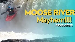Moosefest: Kayaking the Moose River for a Weekend You'll Never Forget!