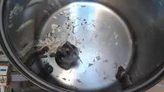 Cleaning my hamster, Whiskers!