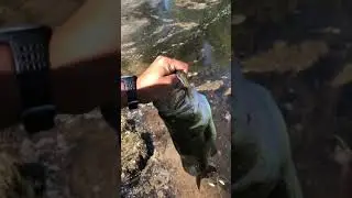 Giant Michigan Bass caught with a savage gear shine glide