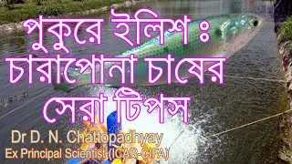 পুকুরে ইলিশঃ চারাপোনা চাষের সেরা টিপস (Pond Hilsa Fingerlings Production) চারাপোনা, পুকুরে ইলিশ,