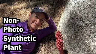 385 - How can a plant get nutrients without doing photosynthesis? PINE DROP!
