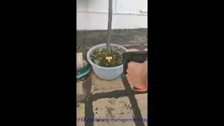 RFID Tags for Potted Plants