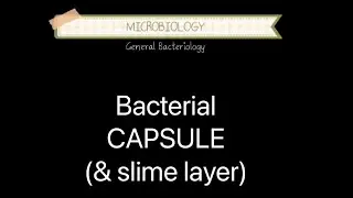 Bacterial capsule (& slime layer) | General bacteriology | MICROBIOLOGY | 2nd YR MBBS | MEDICHANN |