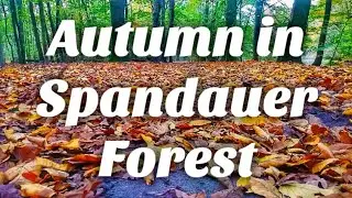 Autumn in Spandauer Forest