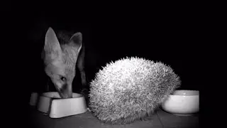 Coronavirus (Covid-19) Animal soap opera (fun story) (UK) - ITV London News - 26th May 2020
