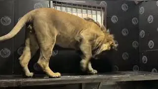 ШИКАРНАЯ квартира ШЕРХАНА! Минский зоопарк 