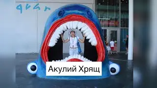 Акулий Хрящ