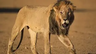 Territorial Dispute - The Incredible feat of male Rooiputs! (Report)
