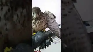 smart girl krestal she loves owner ro loves prey?😆#hawk #krestel#birds