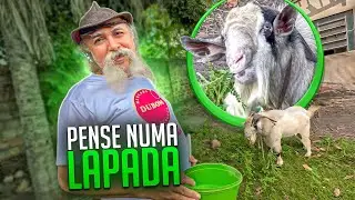 LUIZ DO SOM LEVOU UMA CABEÇADA DO BODE