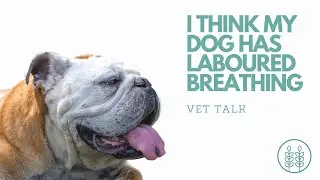Q) I think my dog has laboured breathing │ Twin Trees Vet Talk (FREE VET ADVICE PODCAST)