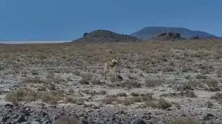 Goitered Gazelles Graze in the Gobi Desert in Xinjiang