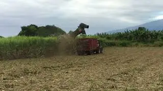 La coupeuse de canne à sucre (bis)