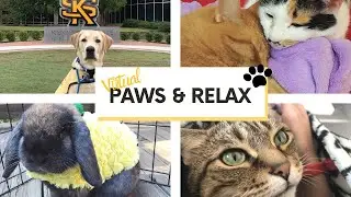 Virtual PAWS and Relax - Kennesaw State University - Fall 2020