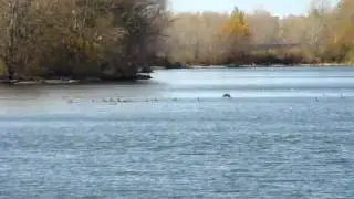 Birding Slovakia - Phalacrocorax pygmeus - Kormor&aacute;n mal&yacute;
