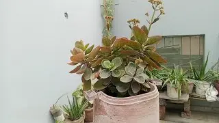 Mini Nursery Vlog🥰Relaxing place...💞Must show your love in comments