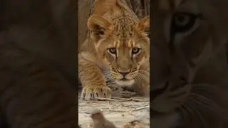 Lion Cubs Hunter | Baby Lions Learning to Hunt 🦁🔥 #shorts #lioncubs