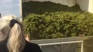 Grapes are in Monterey Wine Country