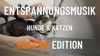 Entspannungsmusik f&uuml;r Hunde & Katzen | Klassik