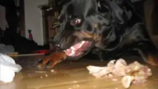 my rottweiler &thorn;ruma