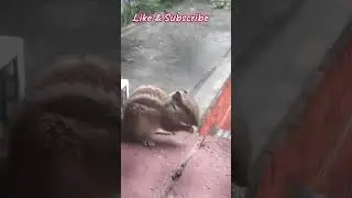 Eating Squirrel 🐿️..#funny #trending #animals #love #vibes #barsaat #nature #lovely #shorts #short