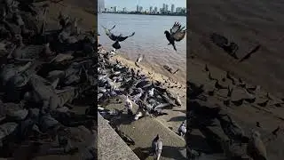 Rescue and COMPASSION birds #pigeons #birds #rescue #compassion #ep1