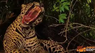 Welcome to Jaguar Ecological Reserve