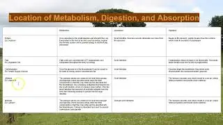 Monogastric Digestive System