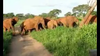 The Mad Elephant