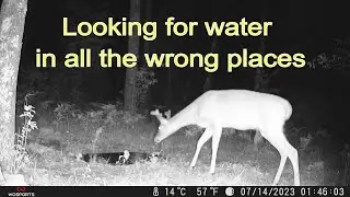 Trail Camera Vlog 86 Who's at the water hole
