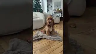 nadie me quiere por ser feo #viral #perros #perrofeliz #dogshorts