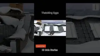 Thatching eggs #shorts #trending #viral #trend #story