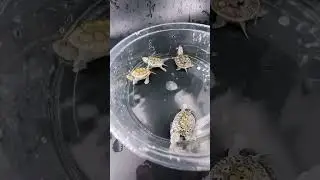It all starts with one! 😂 #terrapin #tse #turtle #cute #babyturtle #turtlemorph #concentric #ornate