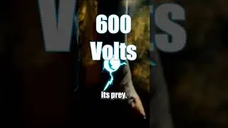 The Electrifying Power of Electric Eels: 600 Volts of Shocking Energy! ⚡#shorts #electriceel #facts