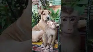 Dogs and monkeys are very funny animals. #dog #monkey #funny