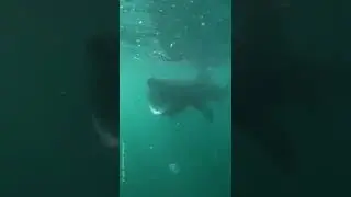 Wait for it 😮 Despite the huge mouth, basking sharks are known as gentle giants! #shorts #sharks