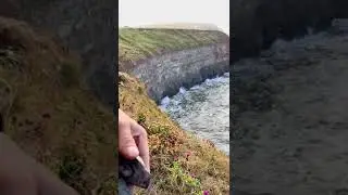 Grey Ammonite Cracked over Tall Cliff #shorts