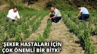 Sıfır kalorili şeker elde edilebilen 'stevia' bitkisi yeni gelir kapısı