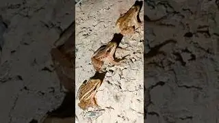 FROG JUMP FUN FUN | catch frog for fun | catch frog funny | frog and toad #shorts