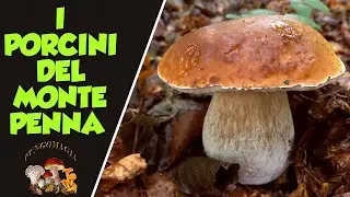 БЕЛЫЕ ГРИБЫ МОНТЕ ПЕННА