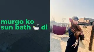 Murgho Ko Sun Bath 🛀 Diya Ache Sy Dhoop Lagwai Pets Ko must watch and subscribe TriZooLa 🦅