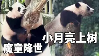 刚满半岁的小月亮就登顶了大树，而且它还特别的有主见，良月根本管不住它～【你好大熊猫】