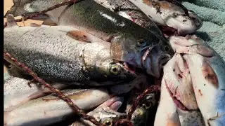 Trout Pond Catch & Cook! Freeland Walleye Fest Stock Pond Fishing With Pops! Nice Rainbows!