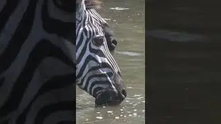 #Zebras drinking water in crocodiles free zone. #peaceful.