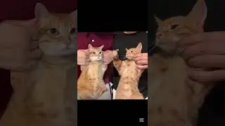 Cat dance #cat #shorts